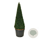Taxus baccata 200-225 cm cont. 180L Pir. op stam