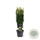 Taxus b. 'David' 50-60 cm 3,0L