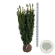 Taxus b. 'David' 100-120 cm met kluit extra