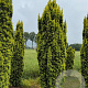 Taxus b. 'Fastigiata Aurea' 300-350 cm draadkluit solitair