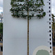Acer campestre 12-14 HO container 200 cm stam leiboom