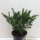 Taxus b. 'Repandens' 25-30 cm 3,5L