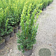 Taxus media 'Hicksii' 40-50 cm 3,0L