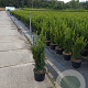 Taxus media 'Hillii' 60-80 cm 7,5L
