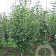 Acer capillipes 175-200 cm container meerstammig