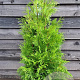 Thuja occ. 'Brabant' 140-160 cm met kluit