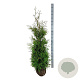 Thuja occ. 'Brabant' 140-160 cm met kluit
