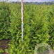 Thuja occ. 'Brabant' 140-160 cm met kluit