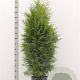Thuja occ. 'Brabant' 140-160 cm met kluit