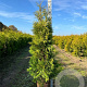 Thuja occ. 'Brabant' 140-160 cm met kluit