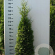 Thuja occ. 'Brabant' 140-160 cm met kluit