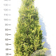 Thuja occ. 'Brabant' 160-180 cm met kluit