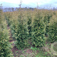 Thuja occ. 'Brabant' 160-180 cm met kluit