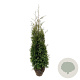 Thuja occ. 'Brabant' 160-180 cm met kluit