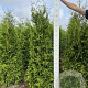 Thuja occ. 'Brabant' 160-180 cm met kluit