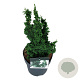 Thuja occ. Primo 25-30 cm