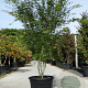 Acer palmatum 200-250 cm cont. 90L meerstammig