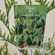 Thuja pl. 'Atrovirens' 100-125 cm 3,0L