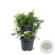 Thujopsis dolabrata 40-50 cm 5,0L