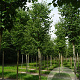 Tilia cordata 'Roelvo' 25-30 HO draadkluit 250 cm stam