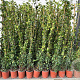 Trachelospermum jasminoides 140 cm 3,0L met stok