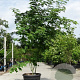 Acer rufinerve 250-300 cm cont. 150L meerstammig