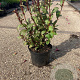 Weigela florida 'Victoria' 30-40 cm 2,0L