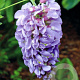 Wisteria flor. Lavender Falls 150-175 cm vierkant rond 5,5L