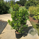 Arbutus unedo 250-300 cm cont. 150L meerstammig