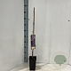 Wisteria formosa 60 cm C1.5 met stok