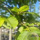 Carpinus betulus 12-14 HO container