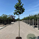 Corylus 'Corabel' 12-14 HO 45L