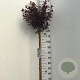 Prunus cistena 110 cm stam 7,5L