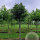 Fraxinus e. 'Nana' 16-18 HO Cocoskluit