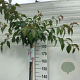Prunus 'Kiku-shidare-zakura' 180 cm stam 10L