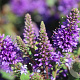 Hebe 'Autumn Blue' GM 2,0L