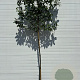 Prunus l. 'Novita' 8-10 HO 25L lei 120x120
