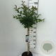 Prunus nipponica 'Brillant' 60 cm stam 5,0L