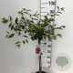 Prunus 'Okame' 60 cm stam 5,0L