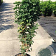 Laburnum anagyroides 10-12 HO 45L