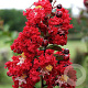 Lagerstroemia indica 'Dynamite' 250-300 cm cont. 150L meerstammig