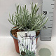 Lavandula angustifolia GM 2,0L