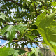 Liquidambar styraciflua 20-25 HO Cocoskluit