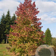 Liquidambar s. 'Worplesdon' 12-14 HO container