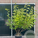 Magnolia 'Heaven Scent' 175-200 cm container meerstammig