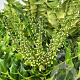 Mahonia media 'Charity' 200-250 cm cont. 110L meerstammig