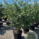 Mespilus germanica 200-250 cm cont. 90L meerstammig