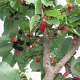 Morus nigra 16-18 HO Cocoskluit