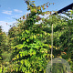 Parrotia persica 250-300 cm container meerstammig