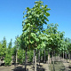 Paulownia tomentosa 300-350 cm cont. 230L meerstammig